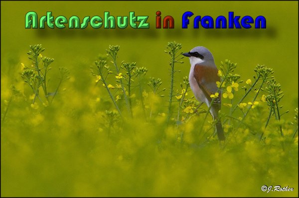 Copyright AiS Johannes Rother Bild zum Eintrag (58713-160)