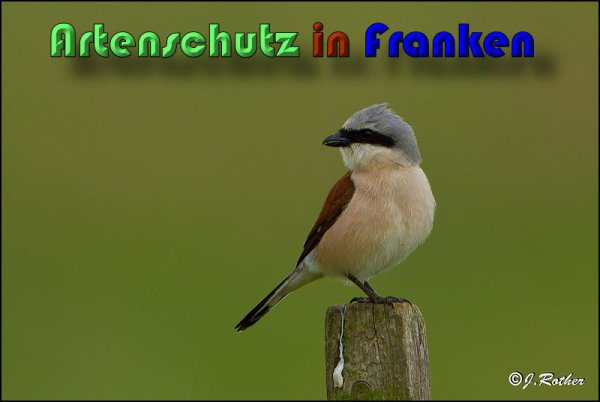 Copyright AiS Johannes Rother Bild zum Eintrag (58714-160)