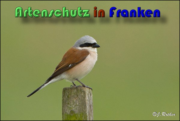 Copyright AiS Johannes Rother Bild zum Eintrag (58716-160)