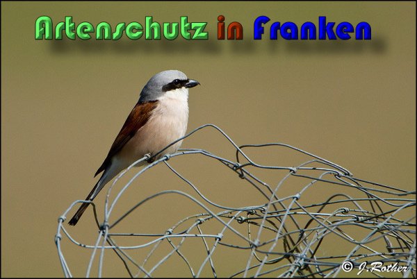 Copyright AiS Johannes Rother Bild zum Eintrag (58719-160)