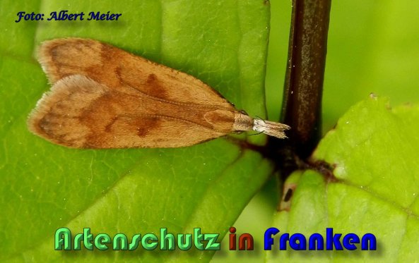 Copyright AiS Albert Meier Bild zum Eintrag (58790-160)