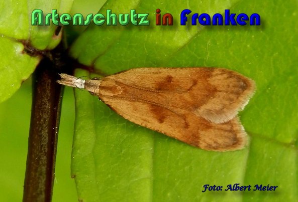 Copyright AiS Albert Meier Bild zum Eintrag (58791-160)