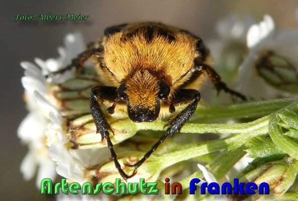 Copyright AiS Albert Meier Bild zum Eintrag (58797-160)