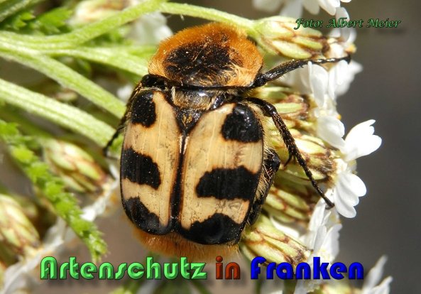 Copyright AiS Albert Meier Bild zum Eintrag (58798-160)
