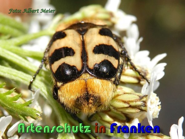 Copyright AiS Albert Meier Bild zum Eintrag (58800-160)