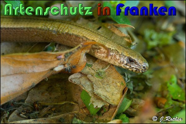 Copyright AiS Johannes Rother Bild zum Eintrag (58806-160)