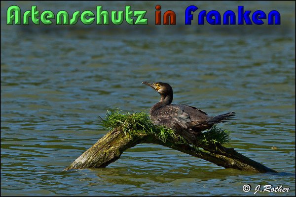 Copyright AiS Johannes Rother Bild zum Eintrag (58810-160)