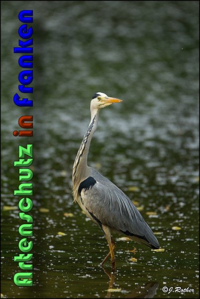 Copyright AiS Johannes Rother Bild zum Eintrag (58813-160)