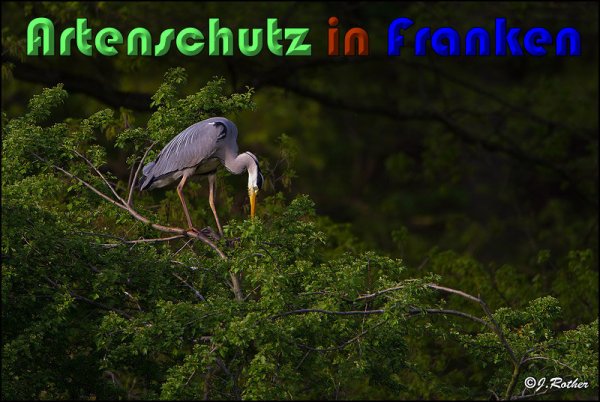 Copyright AiS Johannes Rother Bild zum Eintrag (58814-160)