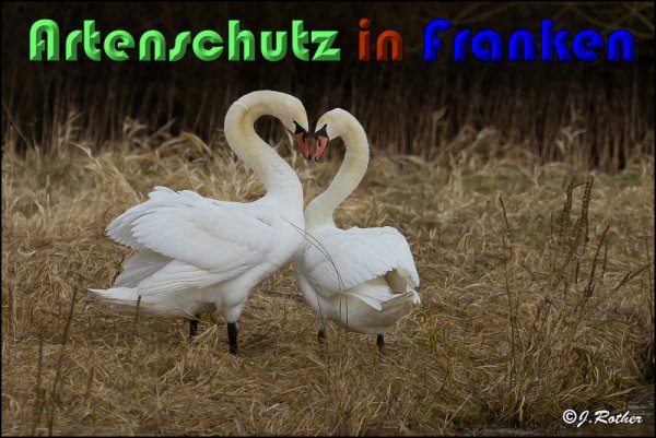 Copyright AiS Johannes Rother Bild zum Eintrag (58818-160)