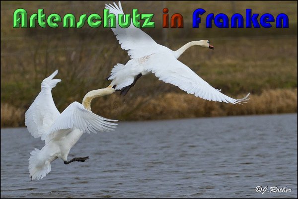 Copyright AiS Johannes Rother Bild zum Eintrag (58819-160)