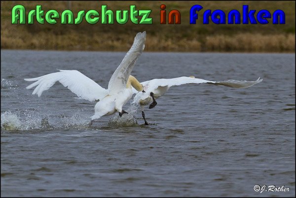 Copyright AiS Johannes Rother Bild zum Eintrag (58821-160)