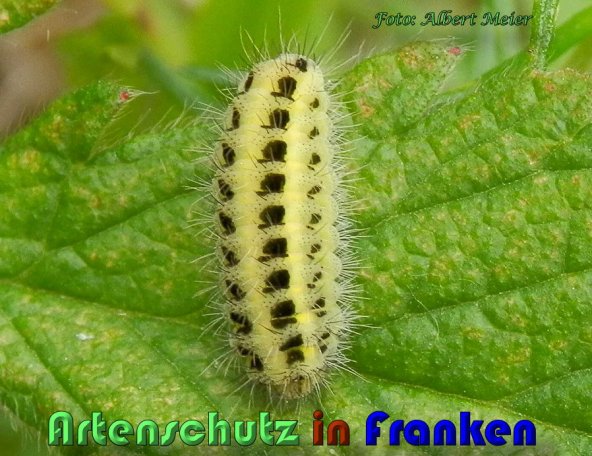 Bild zum Eintrag (58832-160)