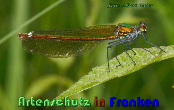 Copyright AiS Albert Meier Bild zum Eintrag (58836-160)