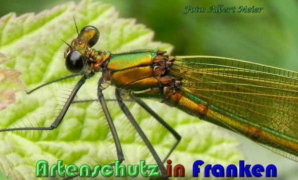 Copyright AiS Albert Meier Bild zum Eintrag (58837-160)