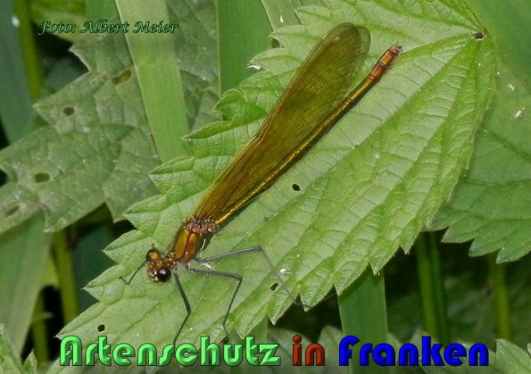 Copyright AiS Albert Meier Bild zum Eintrag (58840-160)