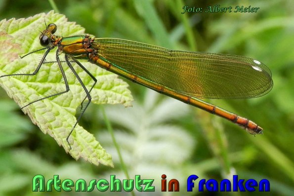 Copyright AiS Albert Meier Bild zum Eintrag (58841-160)