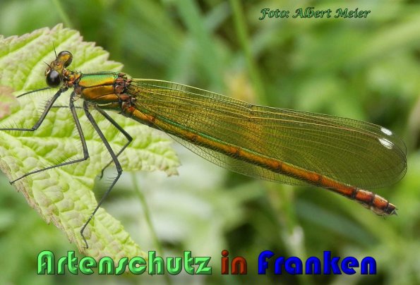 Copyright AiS Albert Meier Bild zum Eintrag (58842-160)