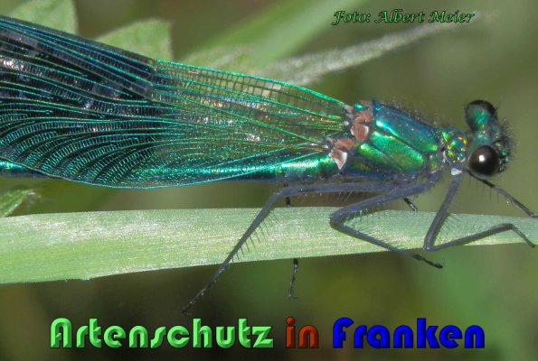 Copyright AiS Albert Meier Bild zum Eintrag (58846-160)