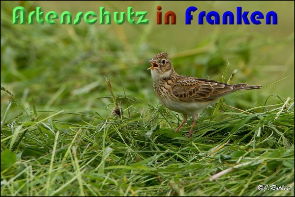 Copyright AiS Johannes Rother Bild zum Eintrag (58852-160)