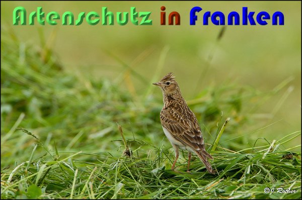 Copyright AiS Johannes Rother Bild zum Eintrag (58854-160)
