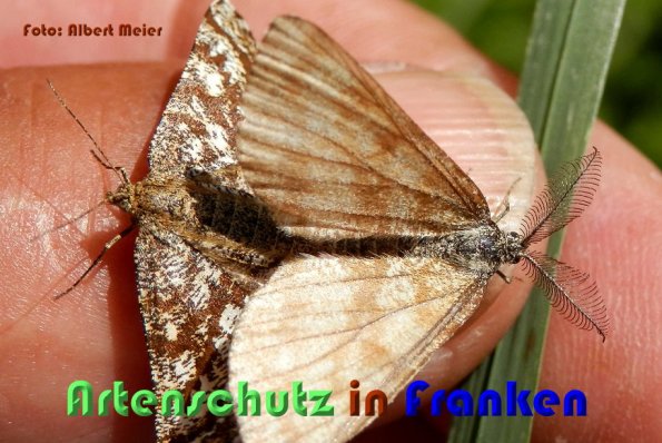 Copyright AiS Albert Meier Bild zum Eintrag (58858-160)