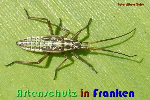 Copyright AiS Albert Meier Bild zum Eintrag (58864-160)