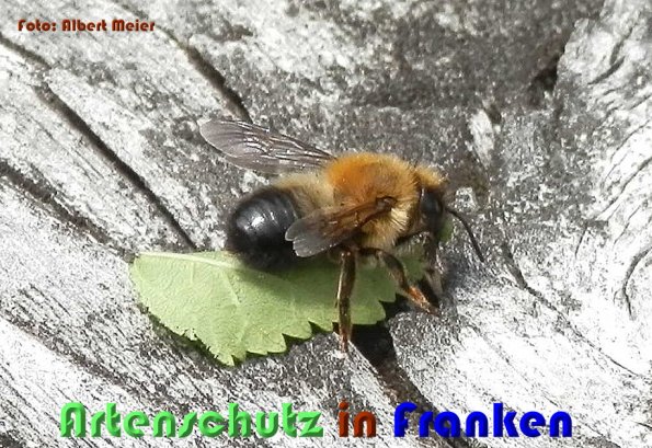 Copyright AiS Albert Meier Bild zum Eintrag (58874-160)