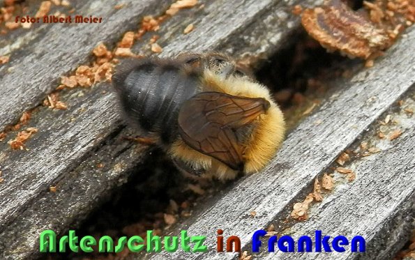 Copyright AiS Albert Meier Bild zum Eintrag (58876-160)