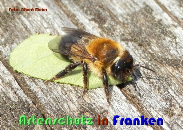 Copyright AiS Albert Meier Bild zum Eintrag (58877-160)