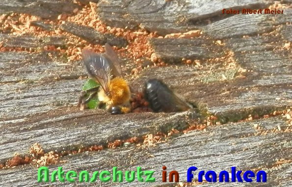 Copyright AiS Albert Meier Bild zum Eintrag (58880-160)