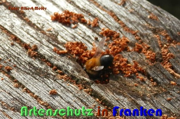 Copyright AiS Albert Meier Bild zum Eintrag (58883-160)