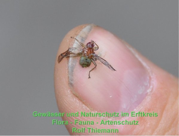 Copyright AiS Rolf Thiemann Bild zum Eintrag (58891-160)