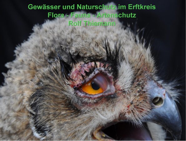 Copyright AiS Rolf Thiemann Bild zum Eintrag (58892-160)
