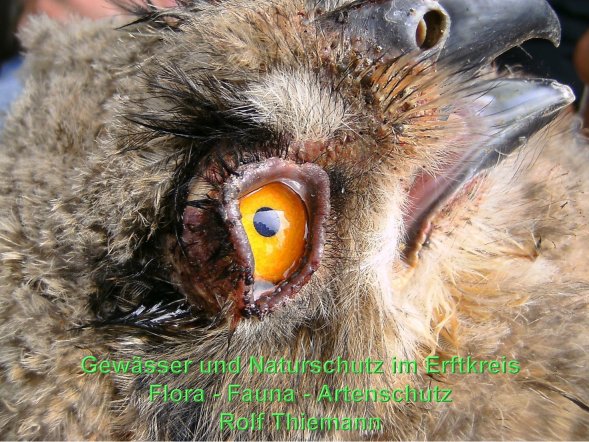 Copyright AiS Rolf Thiemann Bild zum Eintrag (58893-160)
