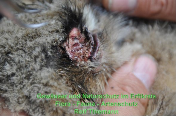 Copyright AiS Rolf Thiemann Bild zum Eintrag (58894-160)
