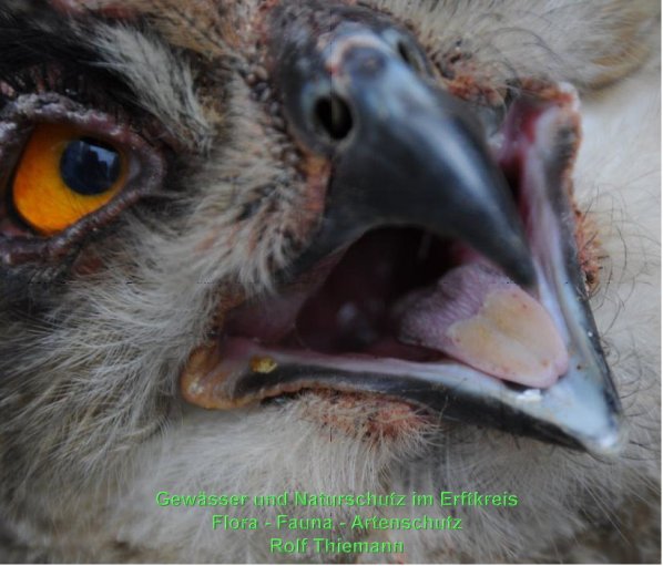 Copyright AiS Rolf Thiemann Bild zum Eintrag (58895-160)