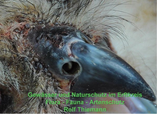 Copyright AiS Rolf Thiemann Bild zum Eintrag (58896-160)