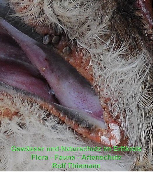 Copyright AiS Rolf Thiemann Bild zum Eintrag (58897-160)