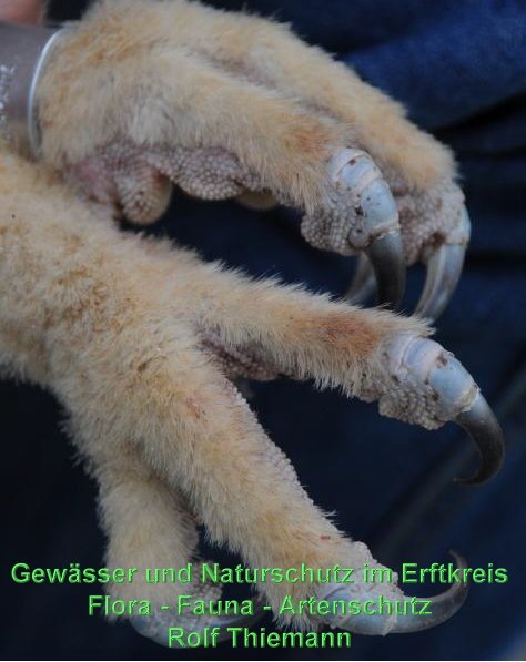 Copyright AiS Rolf Thiemann Bild zum Eintrag (58900-160)