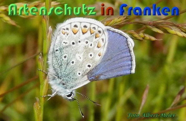 Copyright AiS Albert Meier Bild zum Eintrag (58912-160)