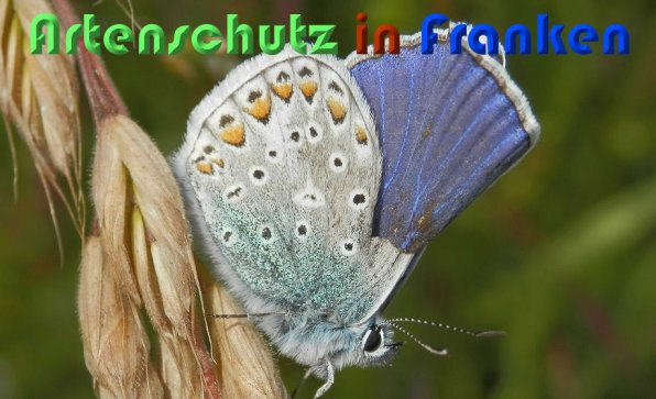 Copyright AiS Albert Meier Bild zum Eintrag (58913-160)