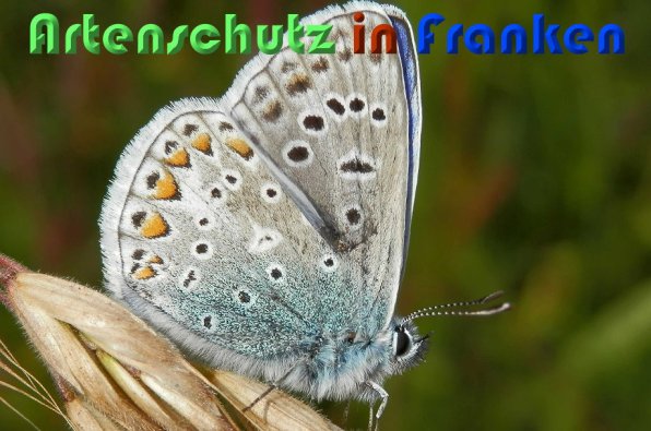 Copyright AiS Albert Meier Bild zum Eintrag (58914-160)
