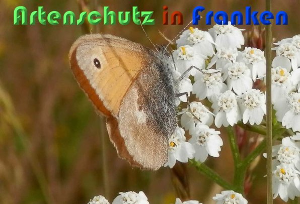 Copyright AiS Albert Meier Bild zum Eintrag (58918-160)