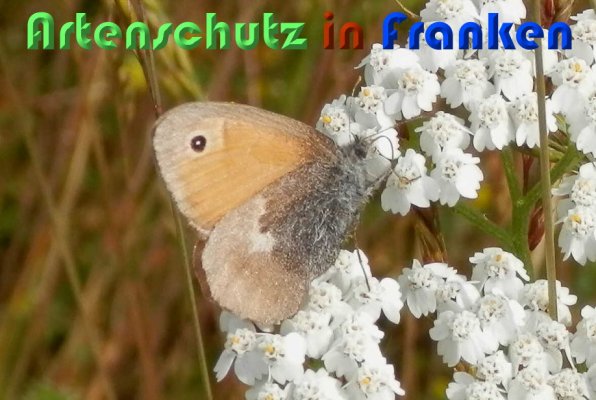 Copyright AiS Albert Meier Bild zum Eintrag (58919-160)