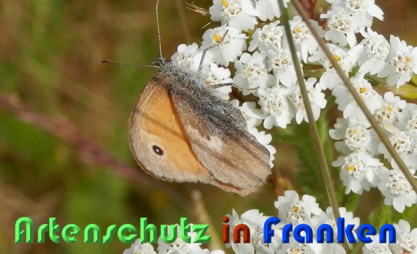 Copyright AiS Albert Meier Bild zum Eintrag (58920-160)