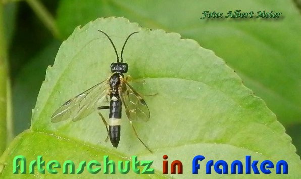 Copyright AiS Albert Meier Bild zum Eintrag (58926-160)