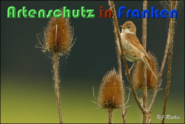 Copyright AiS Johannes Rother Bild zum Eintrag (58937-160)