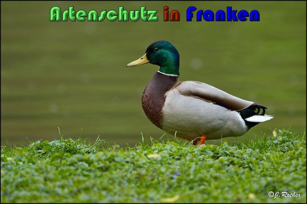 Copyright AiS Johannes Rother Bild zum Eintrag (58939-160)