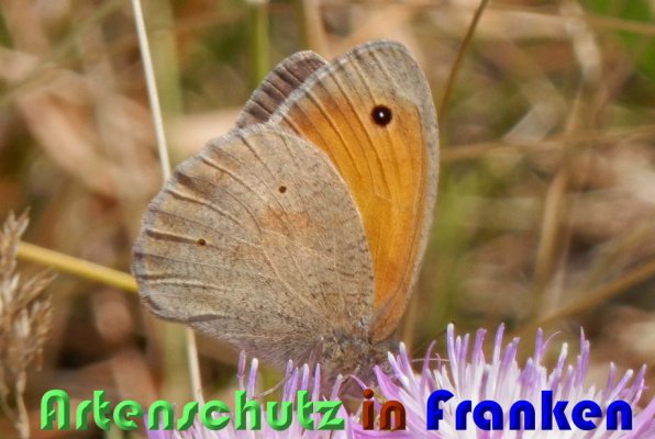 Copyright AiS Albert Meier Bild zum Eintrag (58943-160)